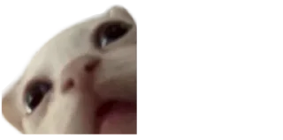 😟 emoji 🐈 ʙᴀʙʏ ᴋɪᴛᴛʏ @punithgowdastickersin Telegram sticker 8 of 120