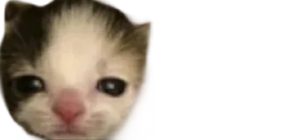 ☹️ emoji 🐈 ʙᴀʙʏ ᴋɪᴛᴛʏ @punithgowdastickersin Telegram sticker 7 of 120