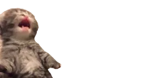😫 emoji 🐈 ʙᴀʙʏ ᴋɪᴛᴛʏ @punithgowdastickersin Telegram sticker 15 of 120