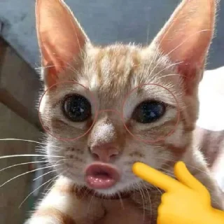 🤪 emoji meng Telegram sticker 5 of 67
