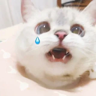 😖 emoji 『Meong psd』͙๛❁.*･ @Stiker_kucing Telegram sticker 10 of 35