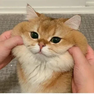 😖 emoji 『Meong psd』͙๛❁.*･ @Stiker_kucing Telegram sticker 19 of 35