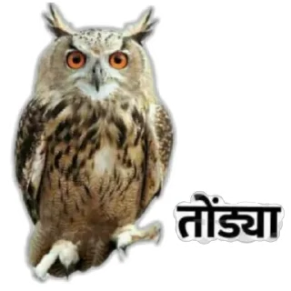 🦉 emoji मराठी टोमणे Telegram sticker 16 of 30
