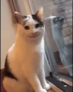 🤓 emoji CAT SIR 😎    @stickerschanel3 Telegram sticker 5 of 29