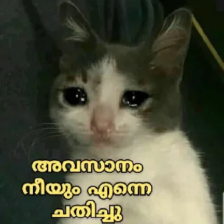 😢 emoji Poocha sir Telegram sticker 9 of 26