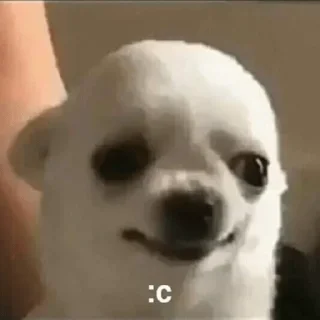 😀 emoji PERRITOS CURA DEPRESIÓN🐶💕😎 Telegram sticker 13 of 18