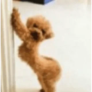 😀 emoji PERRITOS CURA DEPRESIÓN🐶💕😎 Telegram sticker 15 of 18
