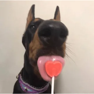 Sticker from PERRITOS CURA DEPRESIÓN🐶💕😎