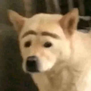 😀 emoji PERRITOS CURA DEPRESIÓN🐶💕😎 Telegram sticker 17 of 18