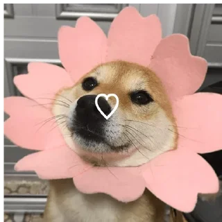 Sticker from PERRITOS CURA DEPRESIÓN🐶💕😎
