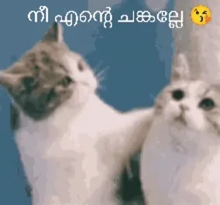 🥰 emoji CAT SIR (2)  @stickerschanel3 Telegram sticker 6 of 40