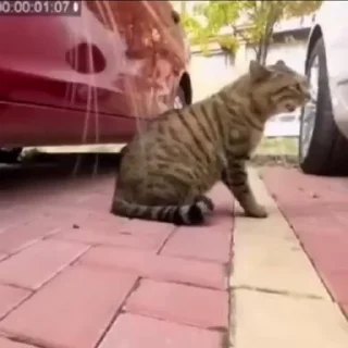 Sticker from funder dilarang pake