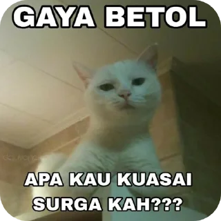 🐱 emoji punya xevana Telegram sticker 3 of 112