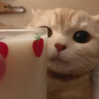 😄 emoji Better Cats @AnimeOcean_Gifs Telegram sticker 11 of 52