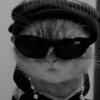 😎 emoji Better Cats @AnimeOcean_Gifs Telegram sticker 19 of 52