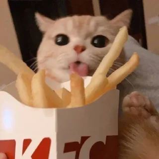😄 emoji Better Cats @AnimeOcean_Gifs Telegram sticker 17 of 52