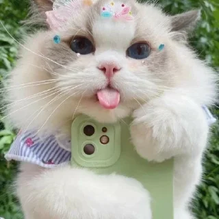 Sticker from Better Cats @AnimeOcean_Gifs