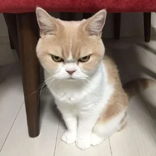 😠 emoji Better Cats @AnimeOcean_Gifs Telegram sticker 18 of 52