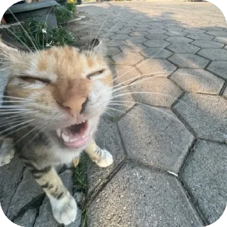 Sticker from pepek