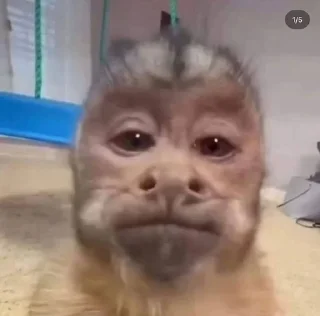 🌟 emoji dipak’s monkeys Telegram sticker 11 of 91
