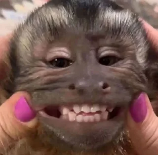 🌟 emoji dipak’s monkeys Telegram sticker 15 of 91