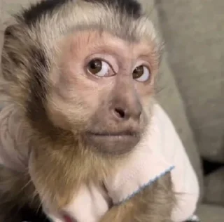 🌟 emoji dipak’s monkeys Telegram sticker 13 of 91