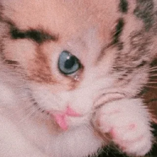 🐣 emoji 🐈✨  | @Teton_XD ㅤ ⁪⁬⁮⁮⁮⁮ ‌ㅤ ⁪⁬⁮⁮⁮⁮ ‌ ㅤ ⁪⁬⁮⁮⁮⁮ ‌ㅤ ⁪⁬⁮⁮⁮⁮ ‌ㅤ ⁪⁬⁮⁮⁮ Telegram sticker 13 of 30