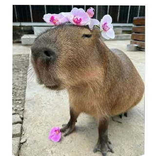 Sticker from Capybara