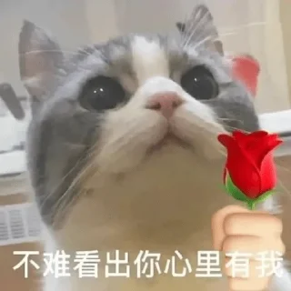 ❤️ emoji 小鱼仔     @xiaoyuzaicc Telegram sticker 13 of 63