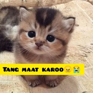 Sticker from 𝐌𝐫. 𝐂𝐚𝐭 🐱 • @Im_MrCatmew