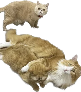 👨‍👩‍👦 emoji 臭貓 Telegram sticker 6 of 83