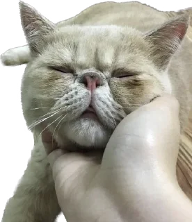 💁‍♀️ emoji 臭貓 Telegram sticker 12 of 83