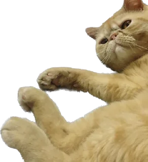 🫡 emoji 臭貓 Telegram sticker 17 of 83