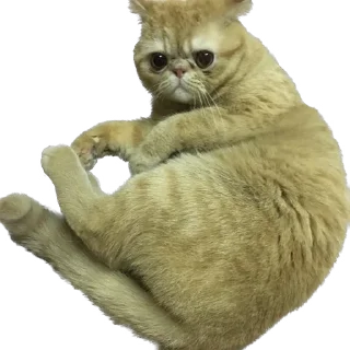 😽 emoji 臭貓 Telegram sticker 22 of 83