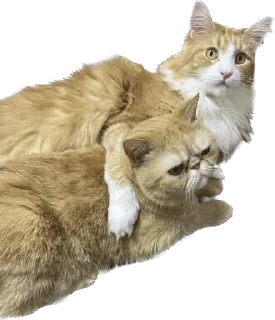 💑 emoji 臭貓 Telegram sticker 8 of 83