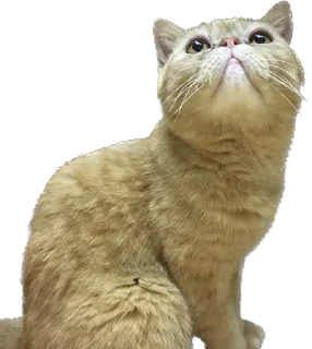 🤨 emoji 臭貓 Telegram sticker 16 of 83