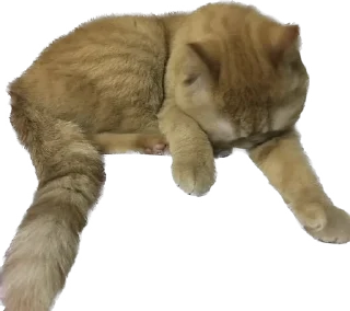 😴 emoji 臭貓 Telegram sticker 23 of 83
