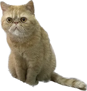 🥺 emoji 臭貓 Telegram sticker 5 of 83