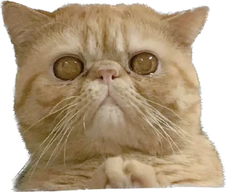 🤩 emoji 臭貓 Telegram sticker 13 of 83