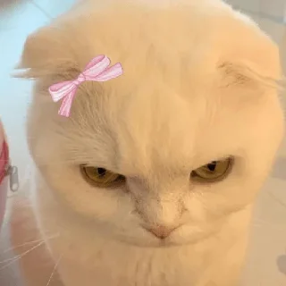 😀 emoji coquette cat Telegram sticker 3 of 16