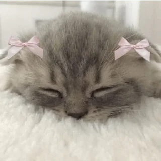 😀 emoji coquette cat Telegram sticker 6 of 16