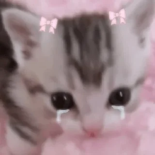 😀 emoji coquette cat Telegram sticker 8 of 16