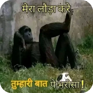 🖼 emoji BAKCHOD Telegram sticker 20 of 58