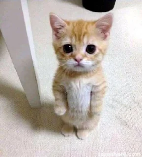 😊 emoji Bakchod Telegram sticker 18 of 119