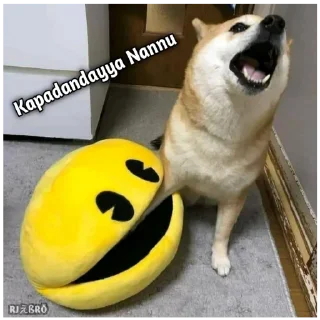 🥺 emoji 🐕 ғᴜᴍɴʏ ᴅᴏɢ [5] 😹 @punithgowdastickersin Telegram sticker 22 of 120