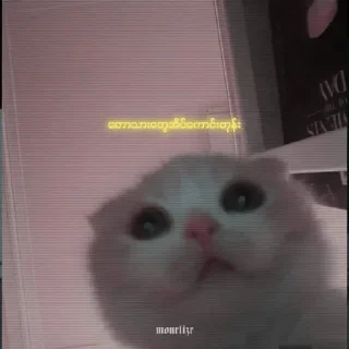 🐈 emoji Souk Ta Lwl — @stckrRobot Telegram sticker 11 of 107