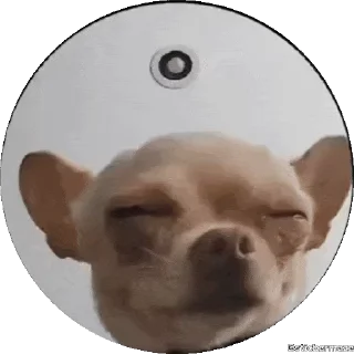 🐕 emoji @stickermaze | PEDRO-PEDRO pets. Telegram sticker 12 of 28