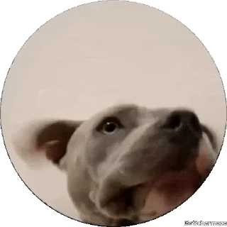 🐕‍🦺 emoji @stickermaze | PEDRO-PEDRO pets. Telegram sticker 11 of 28