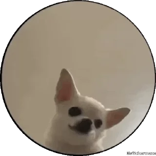 🥰 emoji @stickermaze | PEDRO-PEDRO pets. Telegram sticker 7 of 28