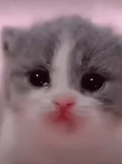 🙂 emoji 𓆩 υк кιиg 𓆪's video pack (@Mikasa_Ackr_bot) Telegram sticker 9 of 31